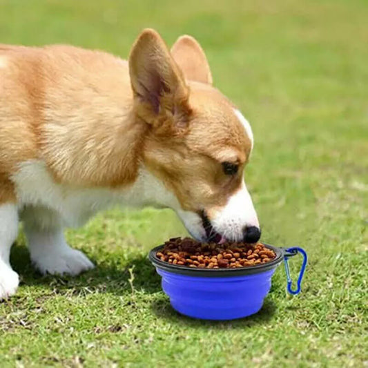 Collapsible Travel Water Bowl